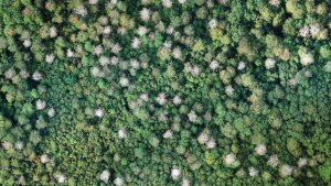 Forest cover of the Hainich National Park near Kammerforst. Heavily damaged tree tops in grey.