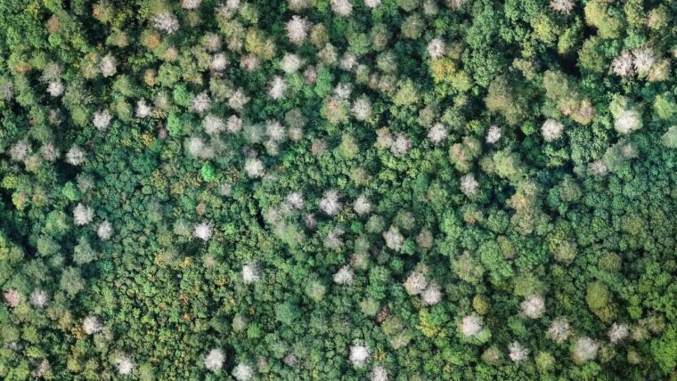 Waldoberfläche des Hainich-Nationalpark bei Kammerforst. Stark geschädigte Baumkronen in Grautönen.