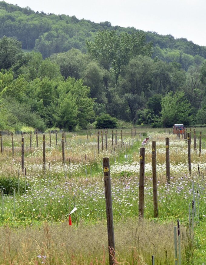 Jena experiment in the Saale flood plain. In the biodiversity experiment funded by the German Research Foundation (DFG), artificially assembled grassland communities have been studied on an area of about 10 hectares since 2002.