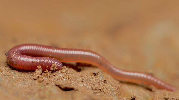 A young earthworm.