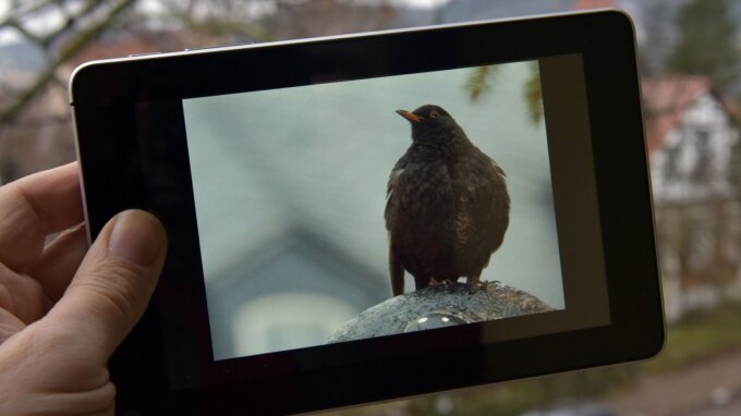 A blackbird on the display of a tablet computer.