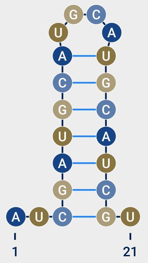 RNA secondary structure. The blue lines represent interactions between nucleotide bases that are not adjacent and therefore lead to the formation of spatial structures in the RNA.