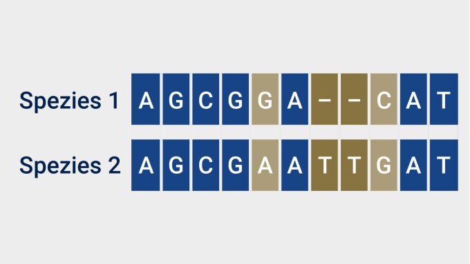 By aligning the genome sequence segments of two species (e.g. viruses), we can superimpose and compare equivalent areas. Identical sequence segments are shown in blue. The pale gold areas show differences that may have resulted from mutations. The gold coloured segment highlights a deletion in species 1.