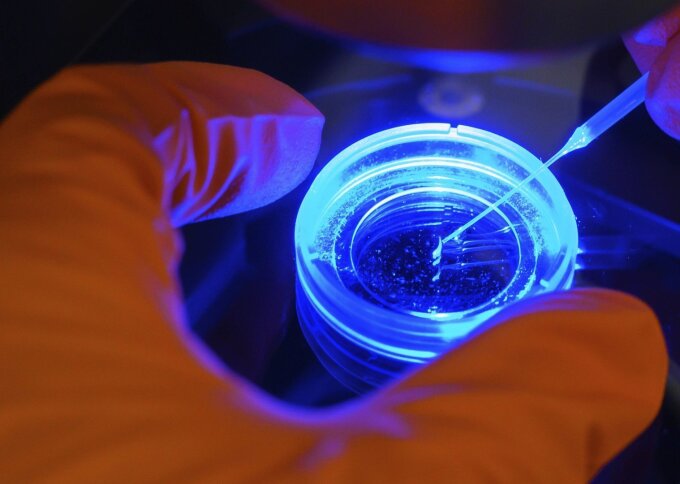 An einem Fluoreszenzmikroskop werden Gehirnstrukturen einer Zebrafischlarve untersucht: Ein Forschungsteam der Universität Jena, des Universitätsklinikums und des Leibniz-Instituts für Alternsforschung – Fritz-Lipmann-Institut (FLI) untersucht im Projekt IMPULS, welche Faktoren die komplexen Alternsprozesse des Menschen beeinflussen (S. 7).