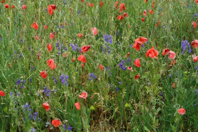 Die Studie zeigt, dass selbst als verbreitet geltende Arten wie der Klatschmohn (Papaver rhoeas) in Deutschland stetig zurückgehen.