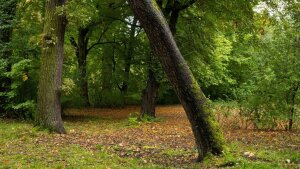 Often described as a landscape of romantic longing: the »mystical« forest