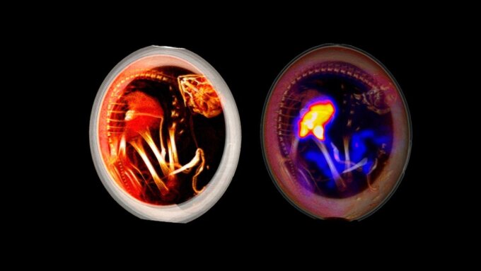 Die neu entwickelte Methode ermöglicht detaillierte dreidimensionale Einblicke in das Straußenei. Links: das Ei im normalen CT, rechts mit PET.