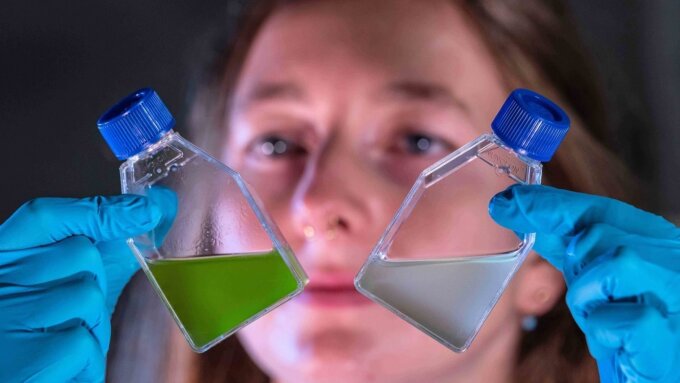 Researchers at the University of Jena discovered a bacterial toxin that causes the algae to go blind.