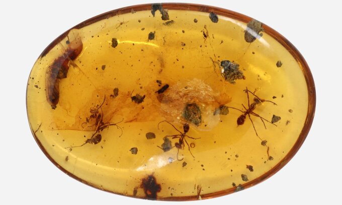 Fossils of female ants and a pupa enclosed in Cretaceous amber.