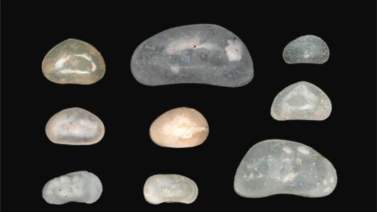 Ostracods of various sizes (Scale: bar equals 1 mm)