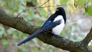Natur, mitten in der Stadt: eine Elster, beobachtet im Paradiespark in Jena.