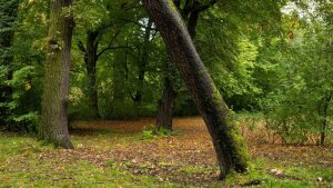 Oft beschworene Sehnsuchtslandschaft  der Romantik: der mystische Wald.