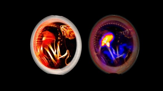 The newly developed method enables detailed three-dimensional views inside the ostrich egg. Left: the egg in normal CT, right with PET.