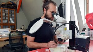 Doktorand Kenny Jandausch beobachtet Fächerflügler bei der Paarung.