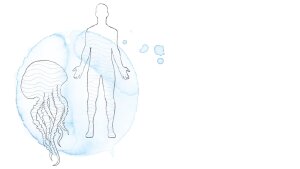 Menschlicher Wasseranteil