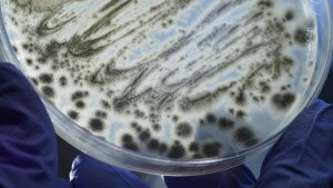 Petri dishes with the fungus Aspergillus fumigatus