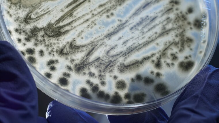 Petri dishes with the fungus Aspergillus fumigatus